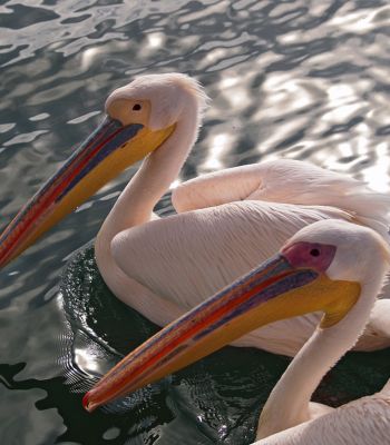 Lagoon Excursion